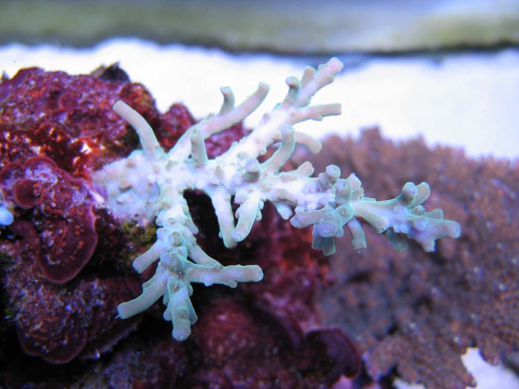 Acropora caroliniana